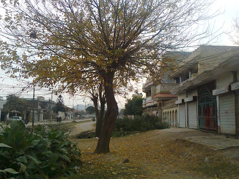Tree with Yellow Leaves — Calm