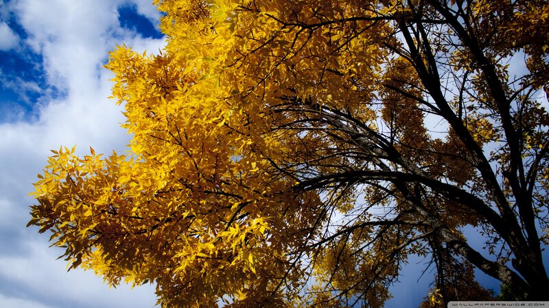Tree with Yellow Leaves — Dramatic