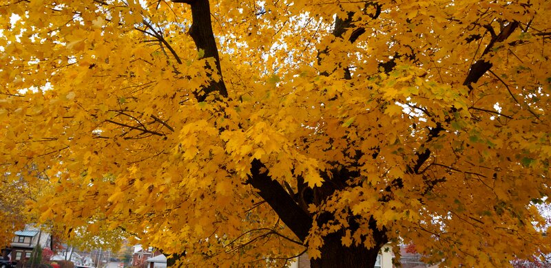 Tree with Yellow Leaves — Serene, Autumn, Photograph, Branches, Houses
