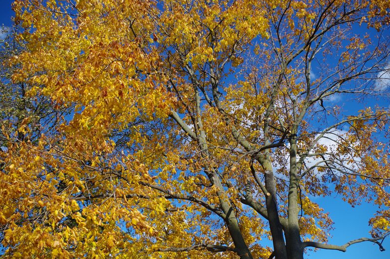 Tree with Yellow Leaves — Serene, Autumn, Photograph, Branches, Sky, Clouds