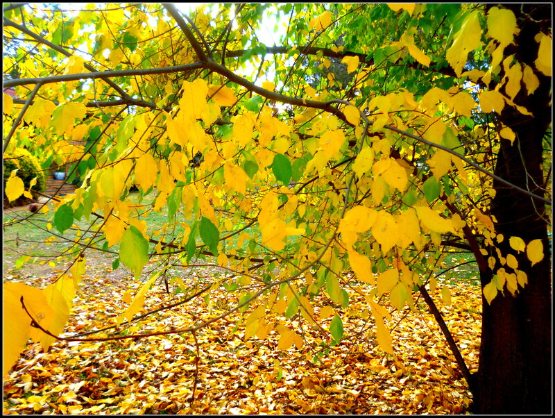 Tree with Yellow Leaves — Serene, Autumn, Photograph, Branches
