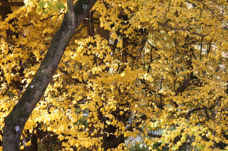 Tree with Yellow Leaves — Serene, Autumn, Photograph, Branches, Trunk