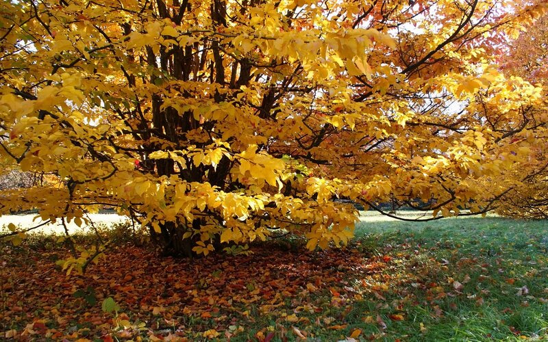 Tree with Yellow Leaves — Serene, Autumn, Photograph, Fallen Leaves, Grass