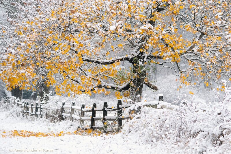 Tree with Yellow Leaves — Serene, Autumn, Photograph, Fence, Snow, Fallen Leaves