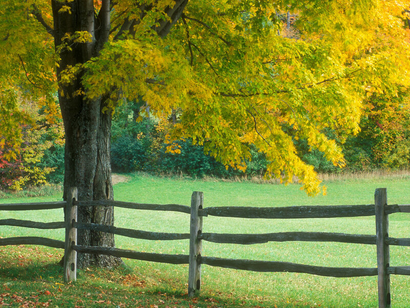 Tree with Yellow Leaves — Serene, Autumn, Photograph, Fence