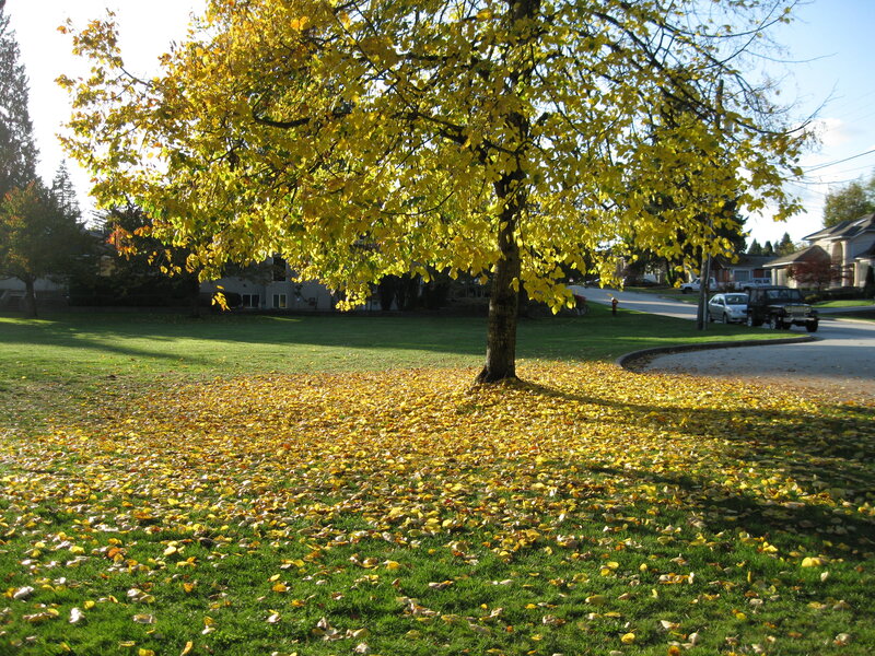 Tree with Yellow Leaves — Serene, Autumn, Photograph, Grass, Car