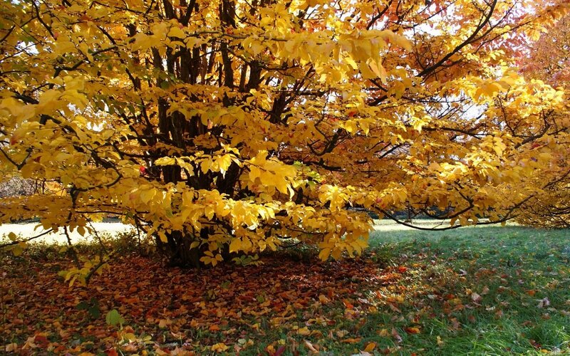 Tree with Yellow Leaves — Serene, Autumn, Photograph, Grass, Fallen Leaves