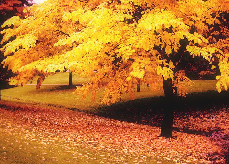 Tree with Yellow Leaves — Serene, Autumn, Photograph, Grass