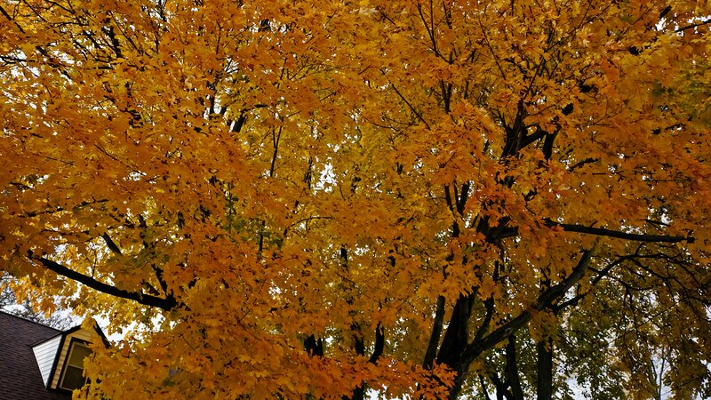 Tree with Yellow Leaves — Serene, Autumn, Photograph, House Roof