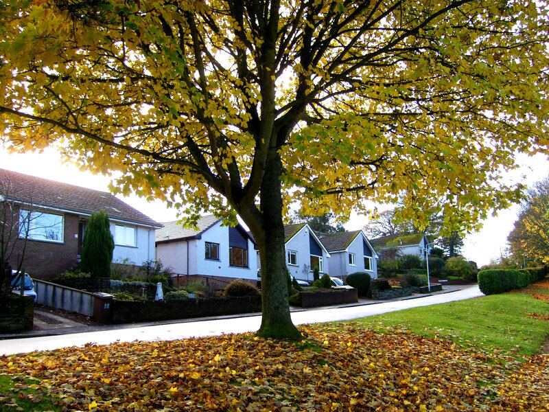 Tree with Yellow Leaves — Serene, Autumn, Photograph, Houses