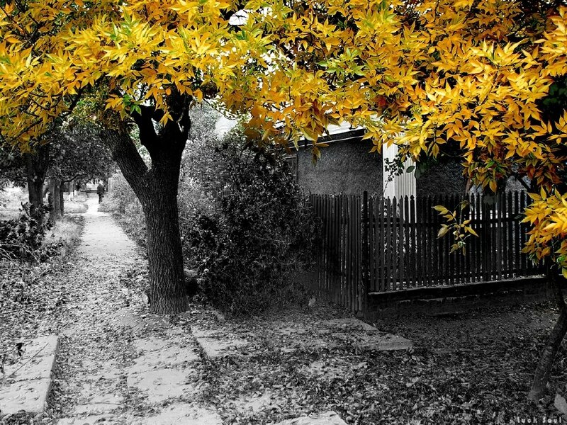 Tree with Yellow Leaves — Serene, Autumn, Photograph, Path, Fence, Building