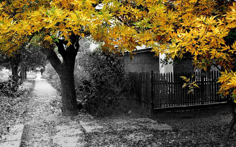 Tree with Yellow Leaves — Serene, Autumn, Photograph, Path, Fence