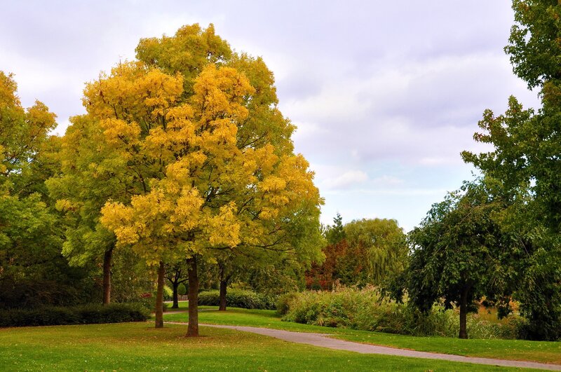 Tree with Yellow Leaves — Serene, Autumn, Photograph, Path, Grass