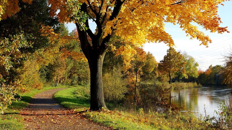Tree with Yellow Leaves — Serene, Autumn, Photograph, Path, River