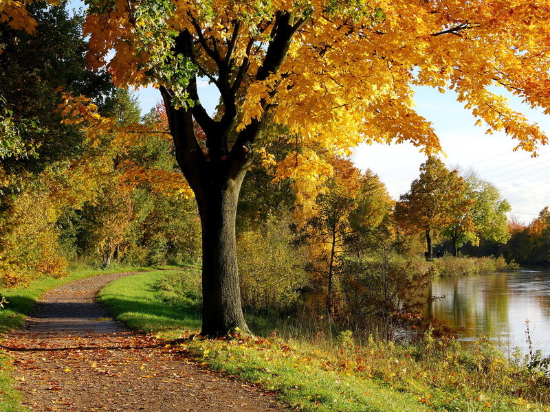 Tree with Yellow Leaves — Serene, Autumn, Photograph, Path