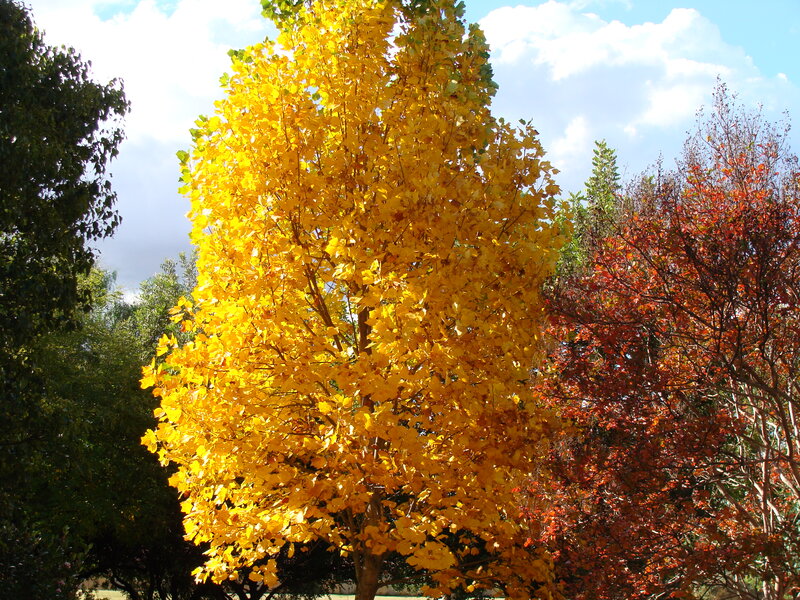 Tree with Yellow Leaves — Serene, Autumn, Photograph, Trees