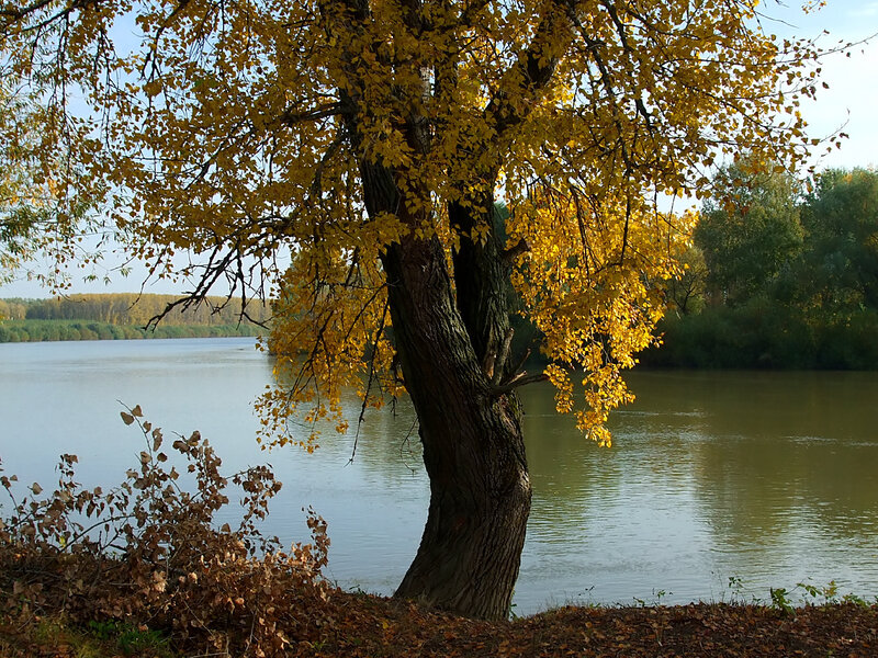 Tree with Yellow Leaves — Serene, Autumn