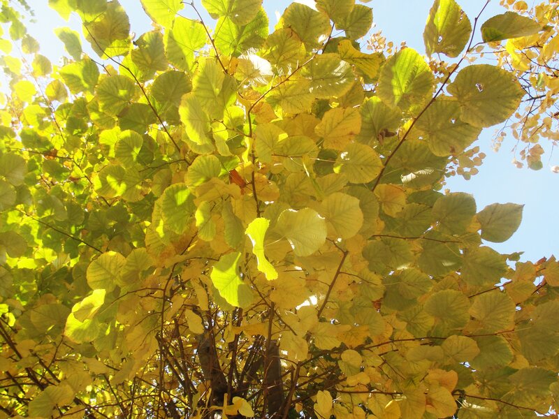 Tree with Yellow Leaves — Serene