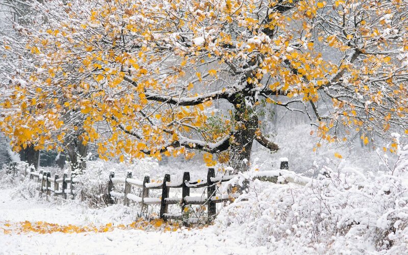 Tree with Yellow Leaves — Serene, Winter