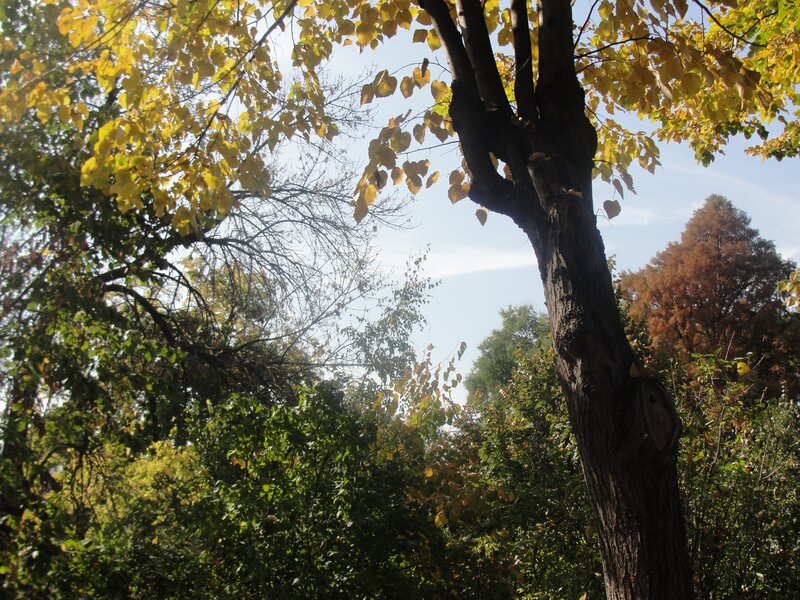 Tree with Yellow Leaves
