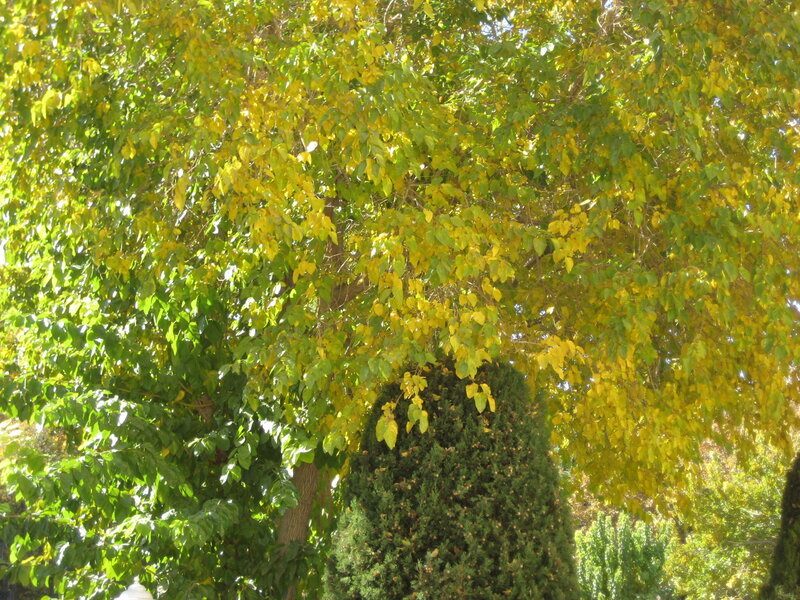 Tree with Yellowing Leaves