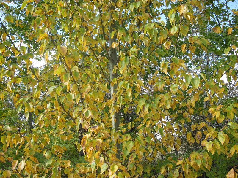 Tree with Yellowing Leaves — Yellow