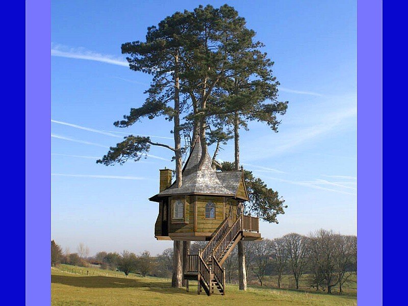 treehouse in a pine tree