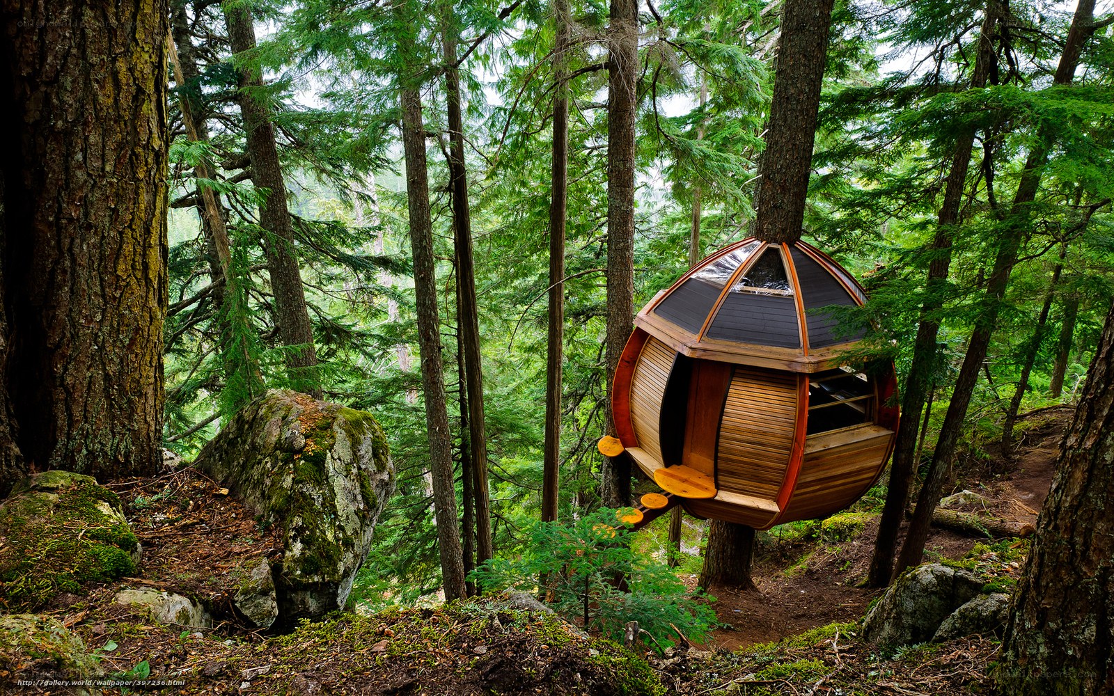 Treehouse in forest