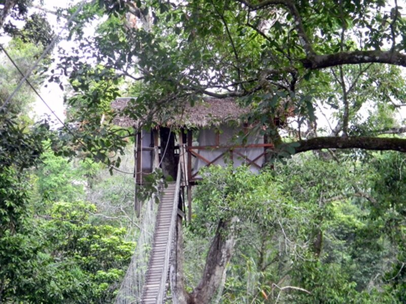 Treehouse in Forest — Green, Natural