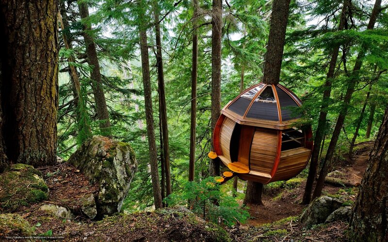 Treehouse in Forest — Green, Serene, Afternoon, Photograph, Trees, Rocks, Wooden Structure