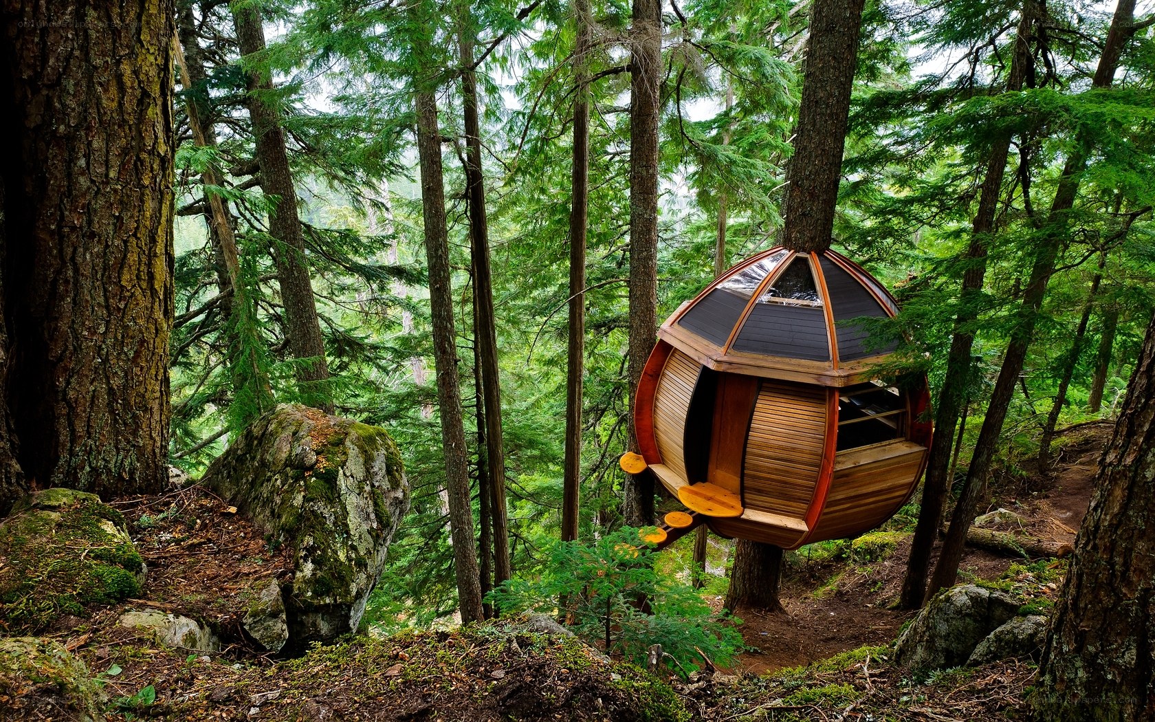 treehouse in forest