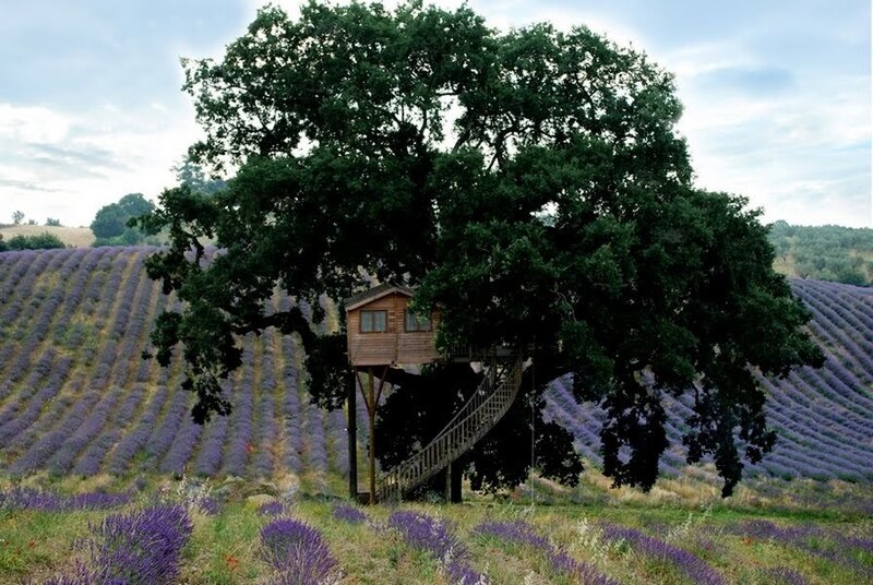 Treehouse in Lavender Field
