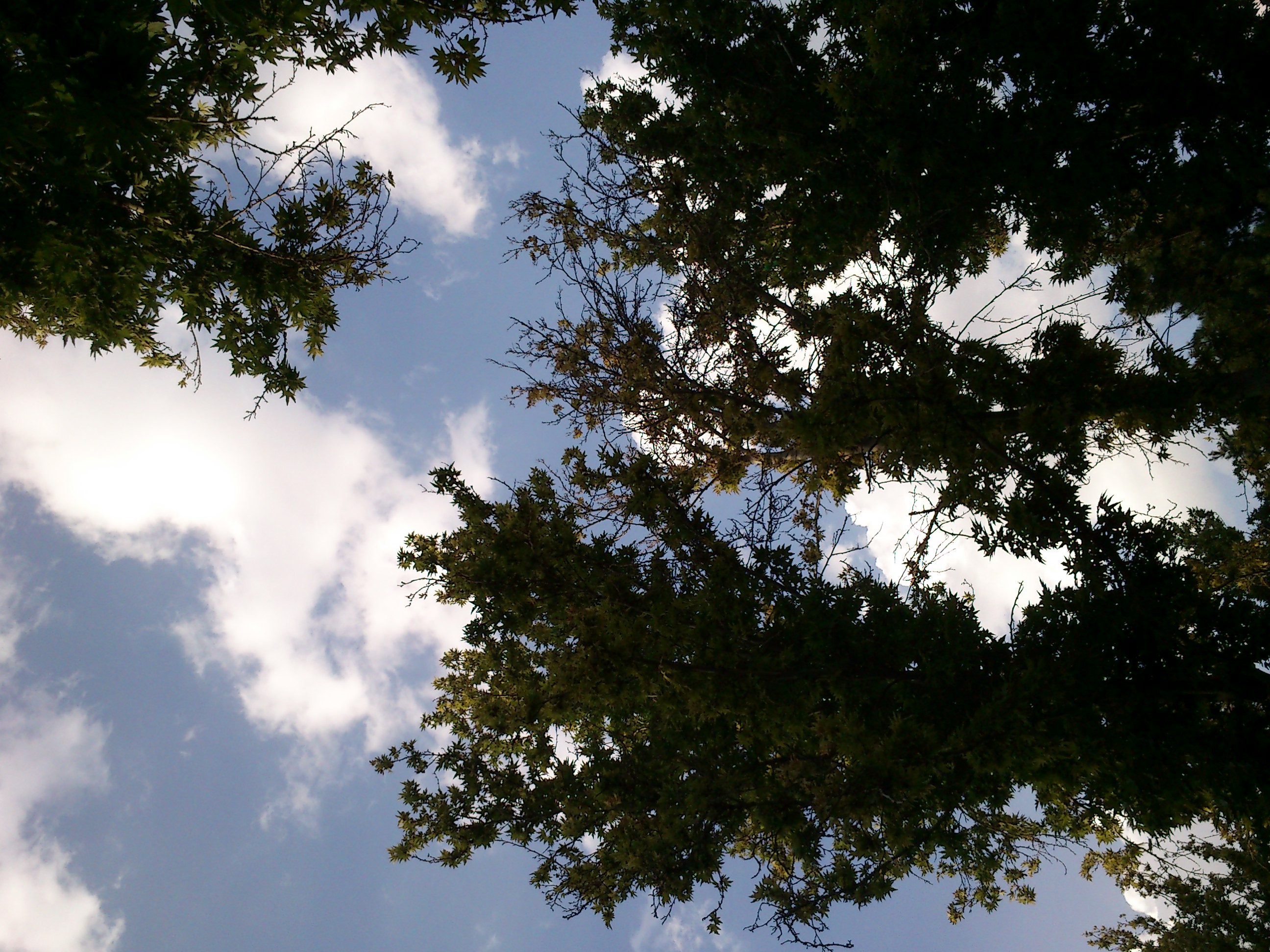 trees against a blue sky