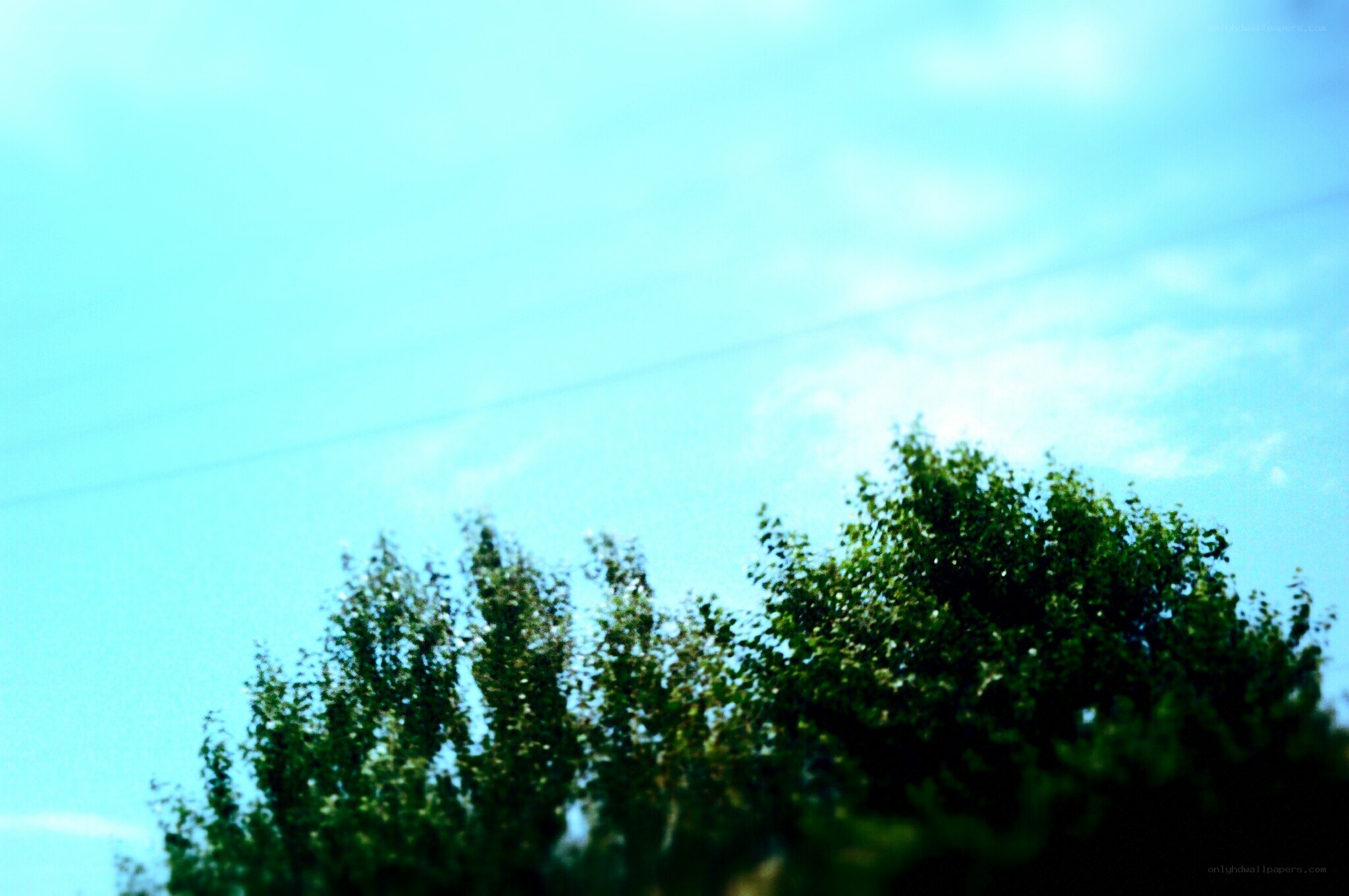 trees against a blue sky