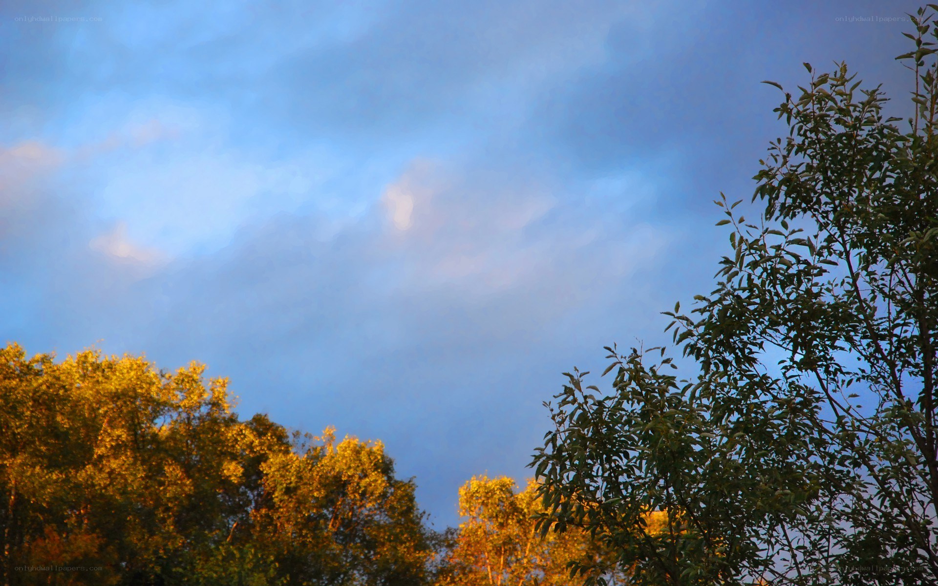 Trees against a blue sky
