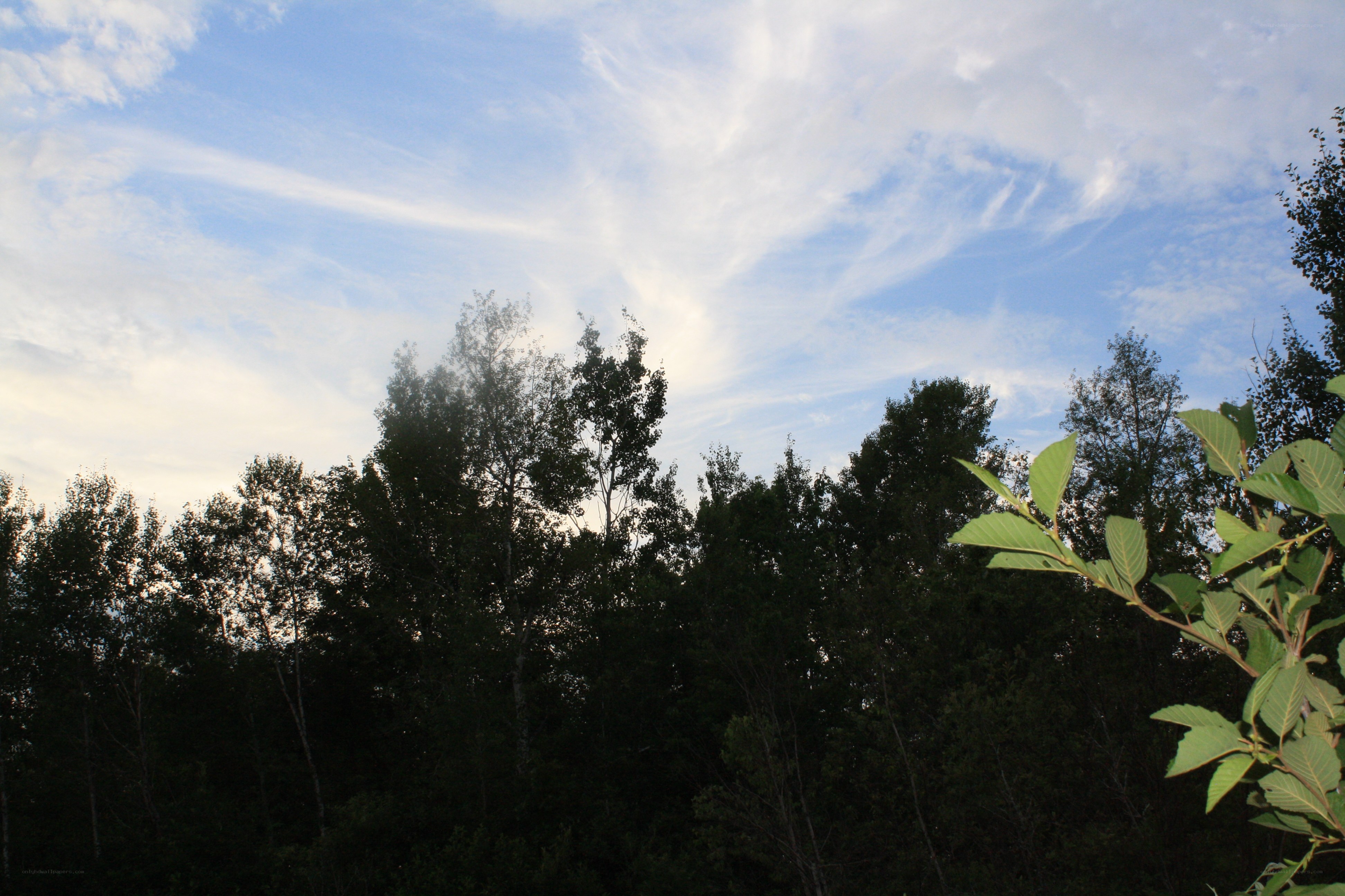 trees against a blue sky