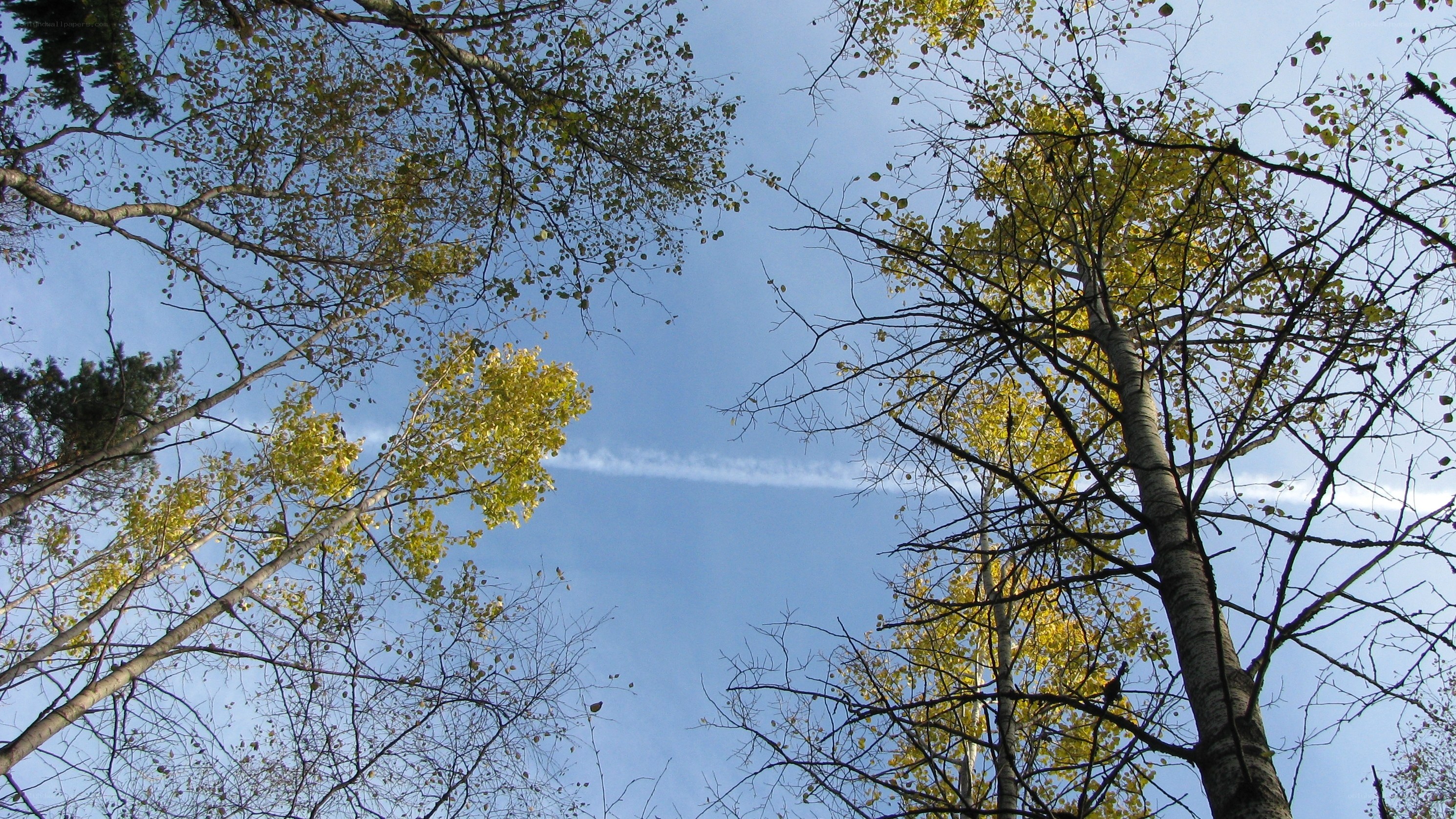 Trees against a blue sky