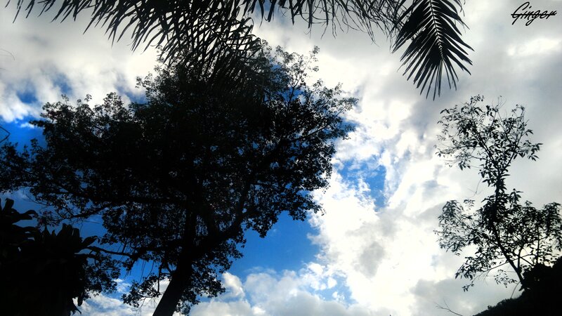 Trees against a cloudy sky