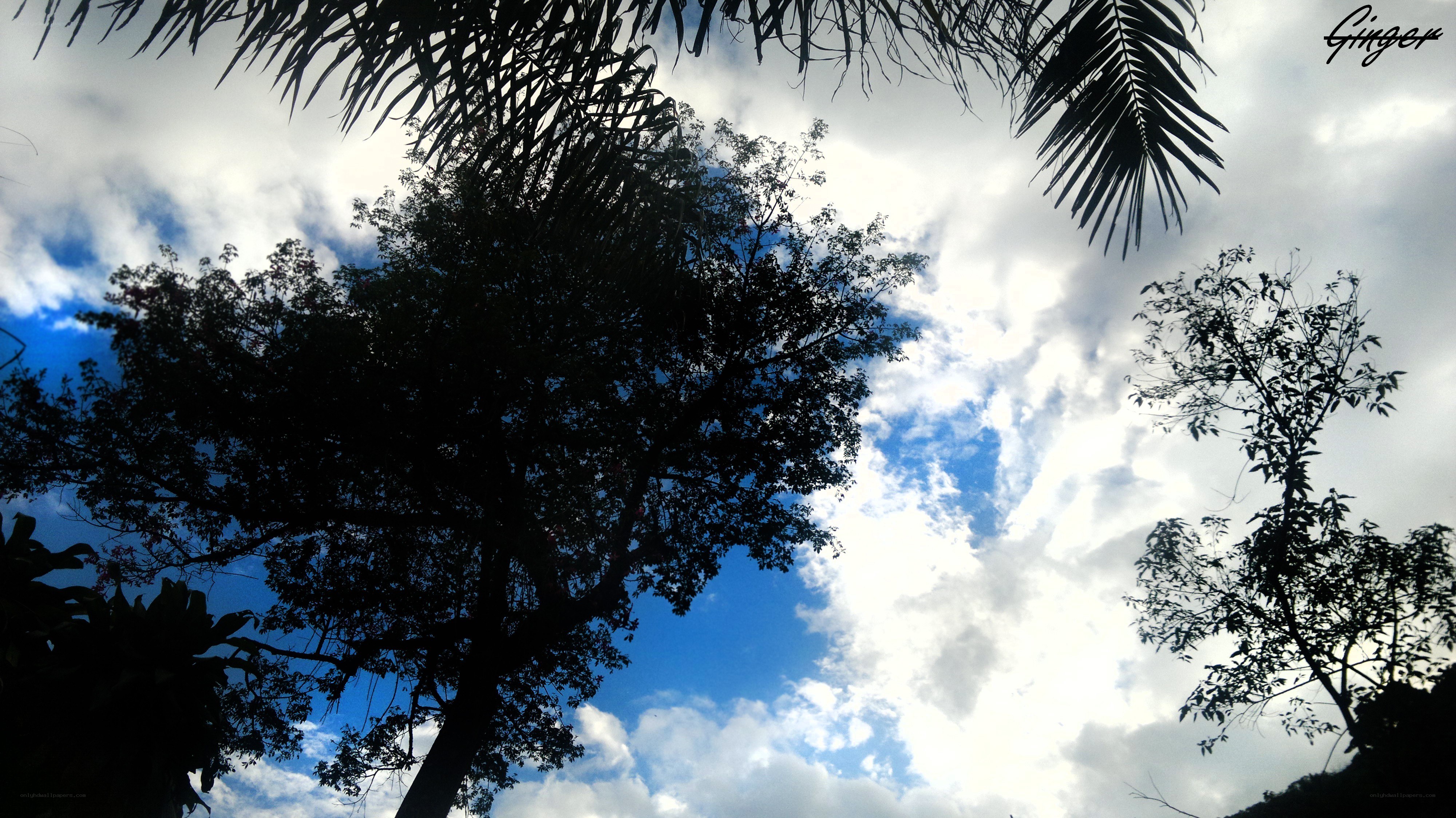 Trees against a cloudy sky