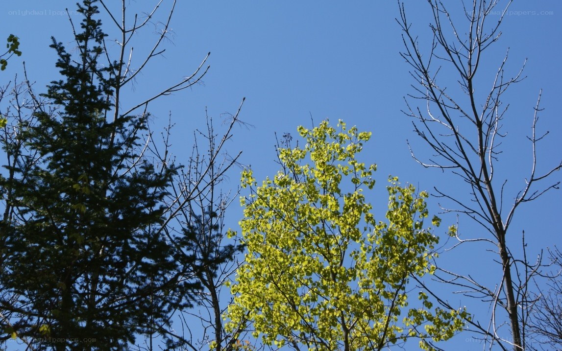 trees against blue sky
