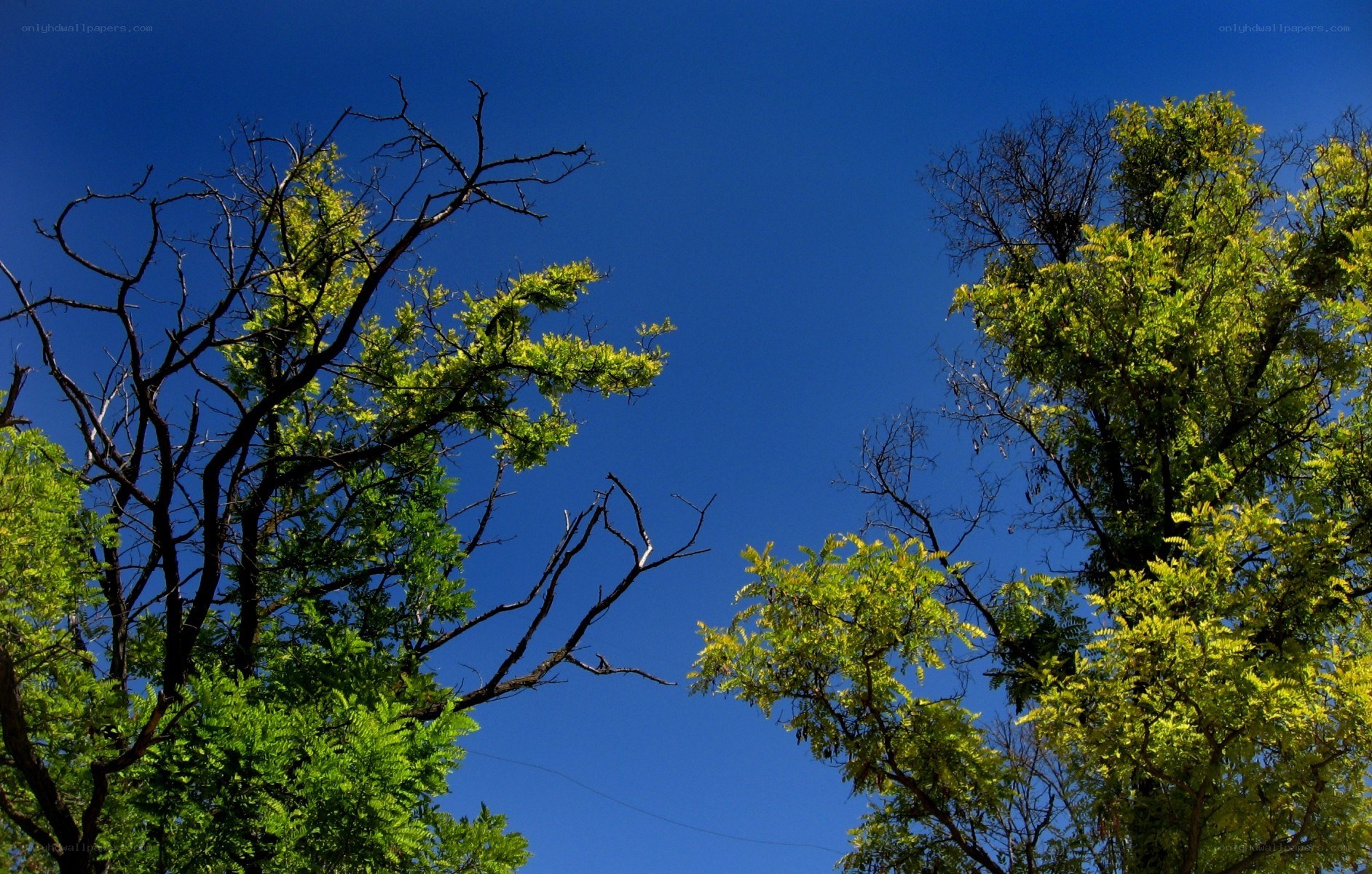 trees against blue sky