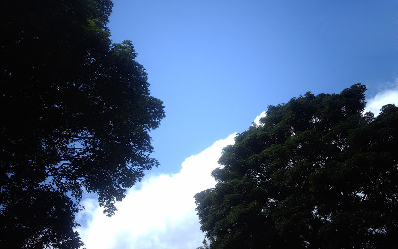 trees against blue sky