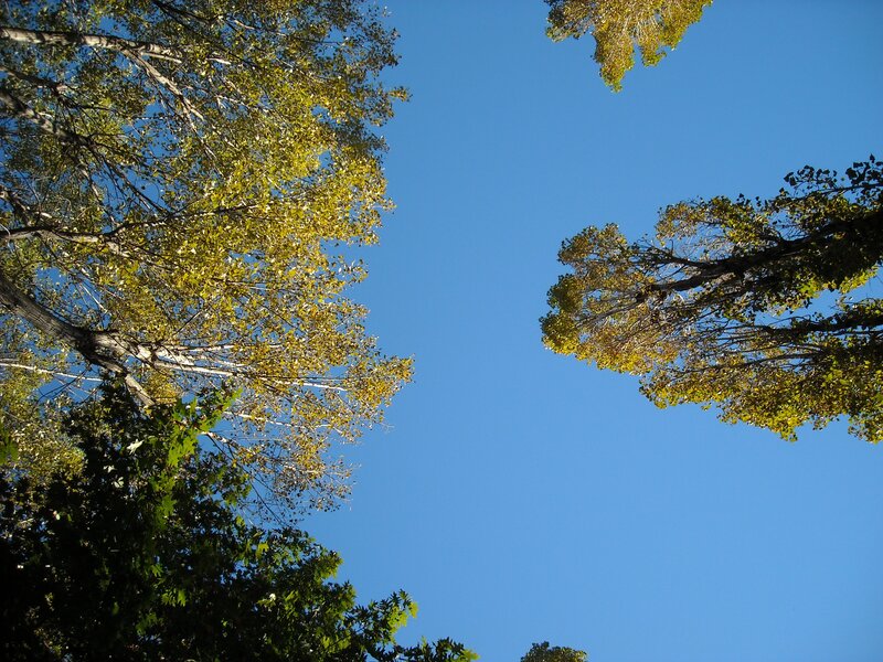 Trees against blue sky