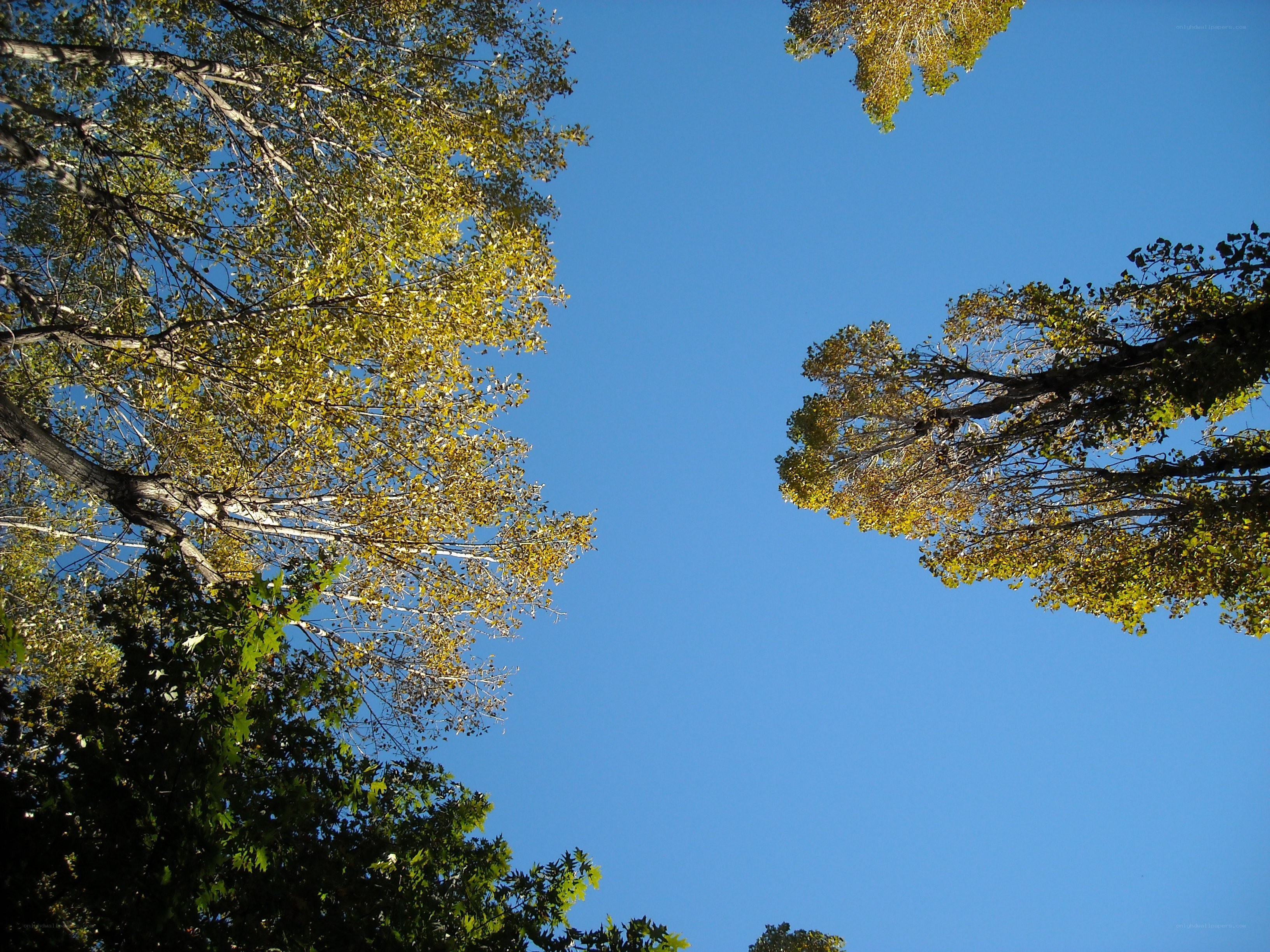 Trees against blue sky