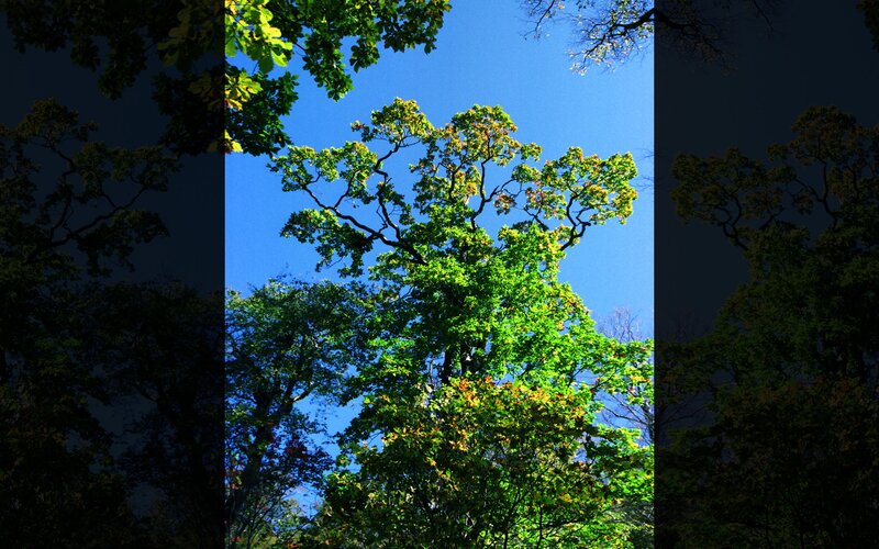 Trees against blue sky