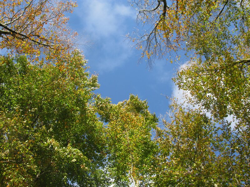 Trees against blue sky