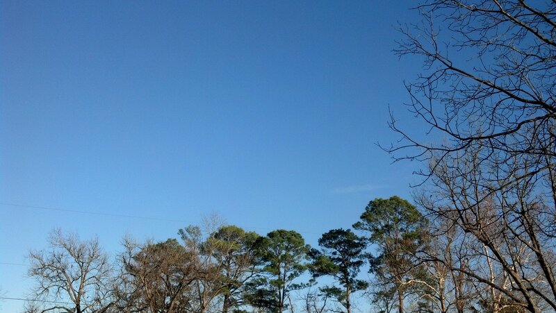 Trees Against Blue Sky — Serene, Afternoon, Photograph, Bare Branches