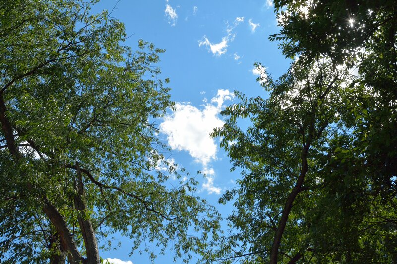 Trees Against Blue Sky — Serene, Afternoon, Photograph, Clouds