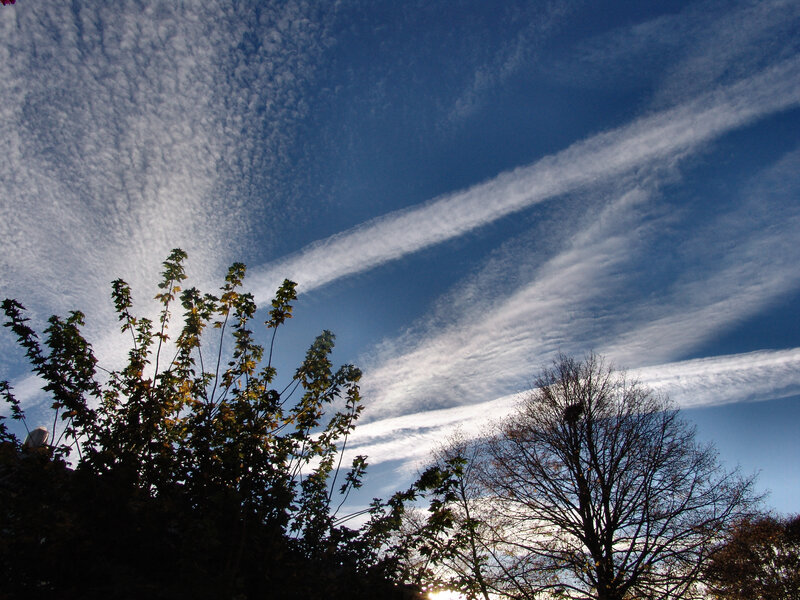 Trees Against Blue Sky — Serene, Afternoon, Photograph