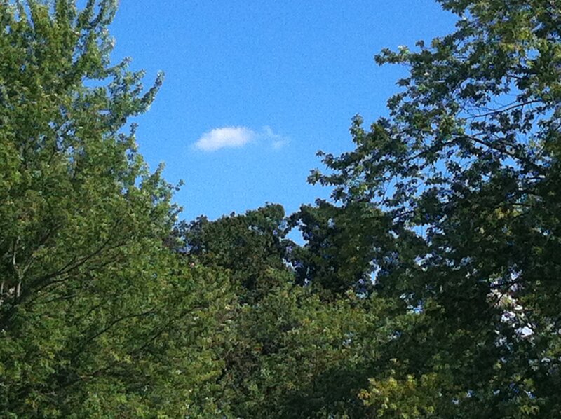 Trees Against Blue Sky — Serene, Afternoon